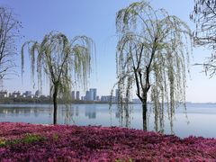 -艾溪湖湿地公园