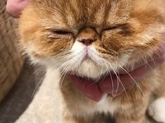 -瞄一喵猫咖(格力海岸店)