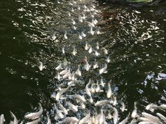 -南宫五洲植物乐园