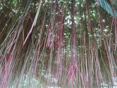 -兰陵国家农业公园