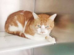-艾吉宠物医院·疑难杂症转诊中心·猫友好(碧江路院)