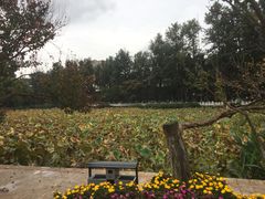 -MAP CHA普洱茶馆(翠湖店)