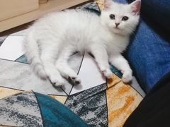 -袖虎·猫馆(体育西路店)