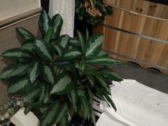 -摩音养生SPA(水湾店)