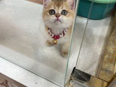 -糯米喵星人总部直营旗舰店·猫舍·幼猫出售