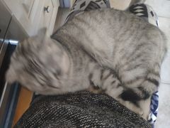 -闸弄口(地铁站)