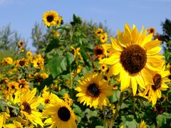 -汉长安城未央宫国家考古遗址公园