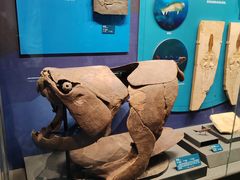 -国家自然博物馆