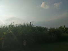 -芒洲湿地公园