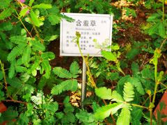 -广州神农草堂中医药博物馆