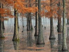 -白鹭湾湿地公园