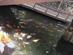 -南宫五洲植物乐园