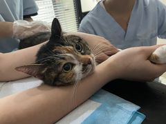 -四月宠物医院·猫专科·心脏专科·内科(转塘店)