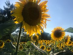 -奥林匹克森林公园南门-停车场