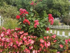 -上海共青森林公园