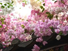 -深圳国际园林花卉博览园