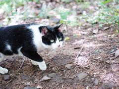 -上海佘山国家森林公园天马山园