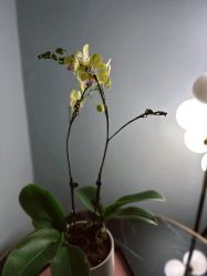 -花隐·美芙炫海菲秀皮肤管理中心