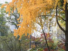 -成都市活水公园