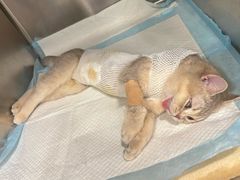 -艾吉宠物医院·疑难杂症转诊中心·猫友好(碧江路院)