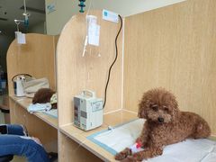 -美联众合动物医院·24h京西诊疗中心