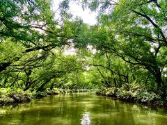 -大湾区中央湿地公园