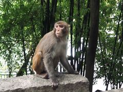 -黔灵山公园