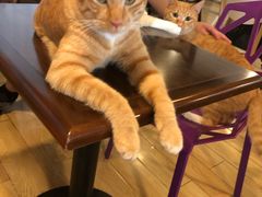 -Cappucimeow猫咪咖啡馆(韦伯时代店)