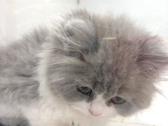 -1013 PET SHOP精品宠物商店(丁香店)