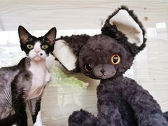 -70cat德文卷毛猫·缅因猫纯种猫舍