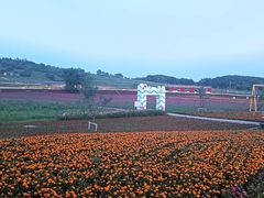 -莲花山花海