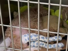 -利又安动物医院··老年病·猫科犬科·中兽医