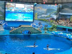 -海合安成都极地海洋公园