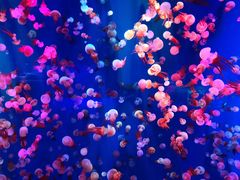 -成都浩海立方海洋公园