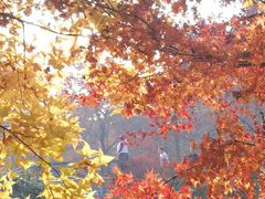 -古乐牛香·鲜牛肉牛杂火锅(新区店)