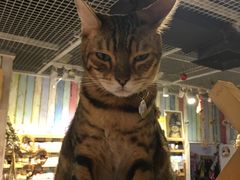 -小时光咖啡馆(开森度假森林店)