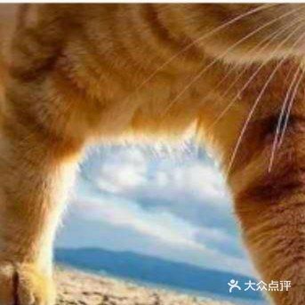 一只漂亮的小猫的照片