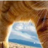一只漂亮的小猫的照片