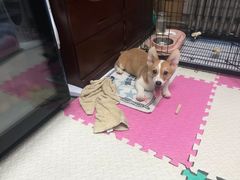 -康乐宝动物医院