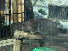 -青藏高原野生动物园