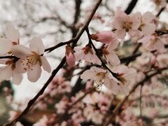 -桃花堤公园