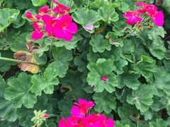 -松山湖梦幻百花洲