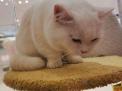 -COLOR PETS 撸猫馆·购猫·猫咖(长风大悦城店)