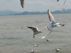 -深圳湾公园(南山区)
