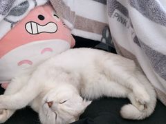 -十年猫舍·猫咪专门店(普陀店)