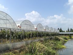 -马陆小张葡萄园农家乐