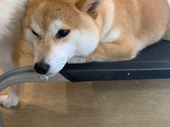 -南京Hallo宠物乐园·哈罗犬舍·柴犬繁育基地