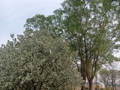 -石家庄市植物园