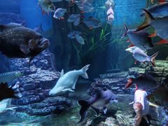 -上海海洋水族馆