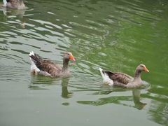 景观位-杭州西子湖四季酒店·金沙厅